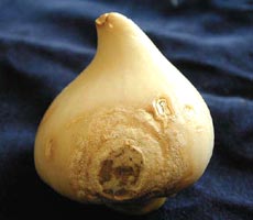 Фузариоз луковицы тюльпана